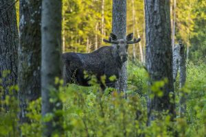 A quoi sert une caméra de chasse ?