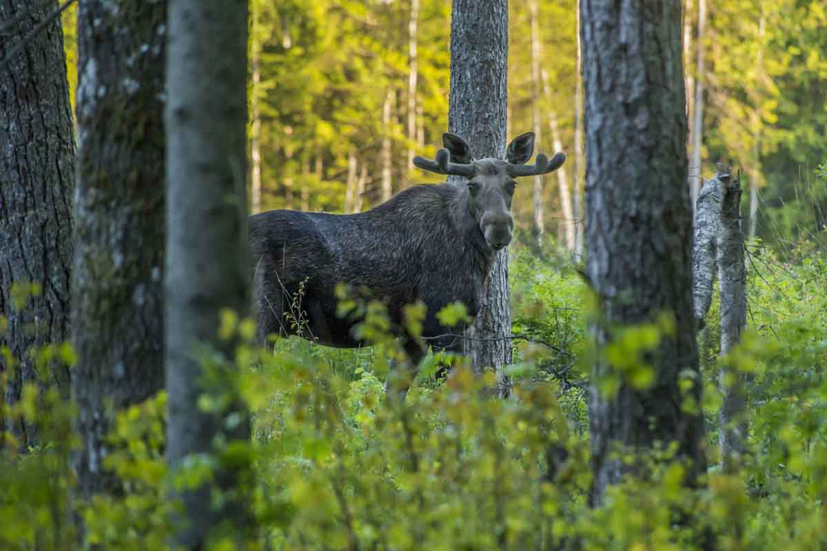 camera-chasse