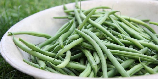 congelation-haricots-verts